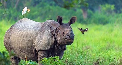 World Rhino Day: Government  Highlights Conservation Efforts to Protect One-Horned Rhinos