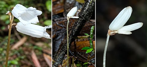 ghost flower’
