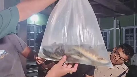 Cheng fish
