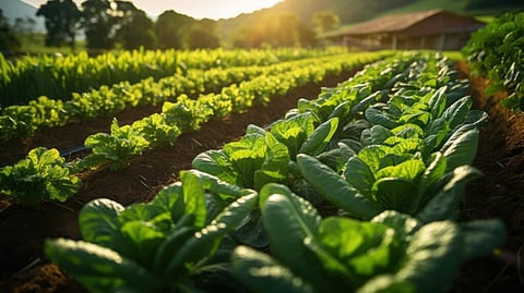Organic Farming
