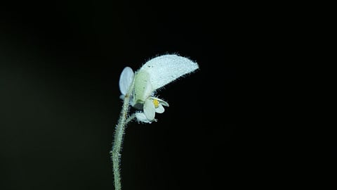 New Begonia species