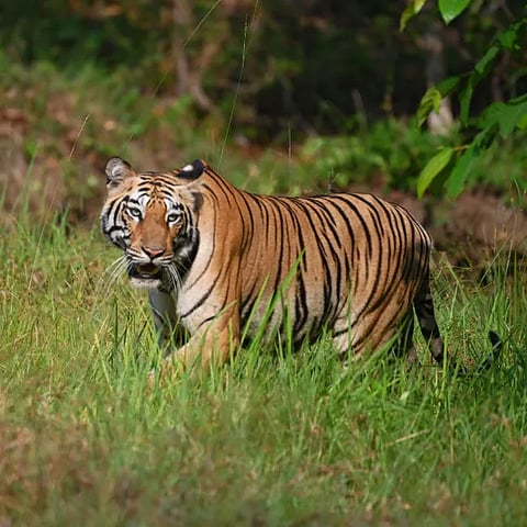 Kaziranga’s Tiger