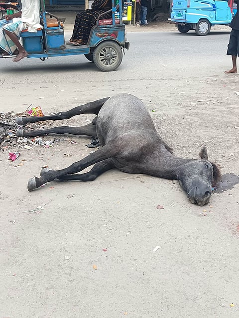 Stray horse