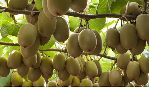 kiwi