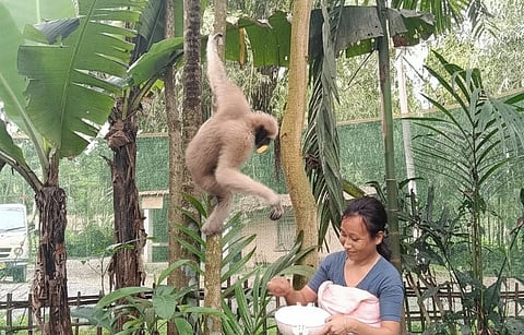 hoolock gibbons