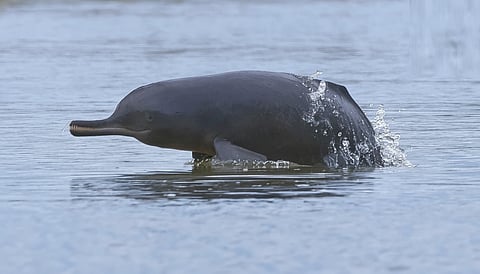 Gauhati HC Issues Notice to Govt Departments Over River Dolphin Protection