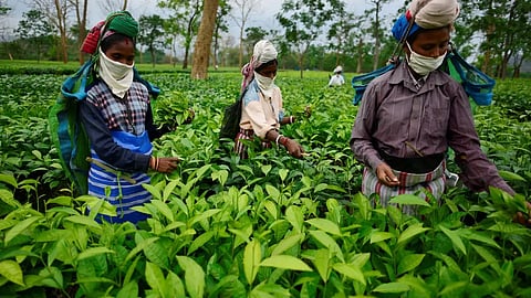 Tea Board issues revised SOP for 100 percent dust tea auction