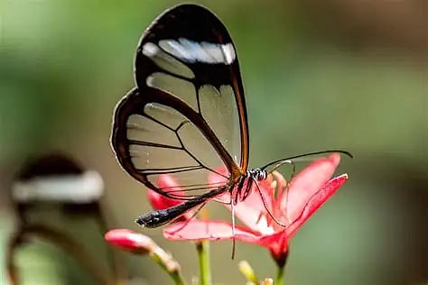 Behali Butterfly