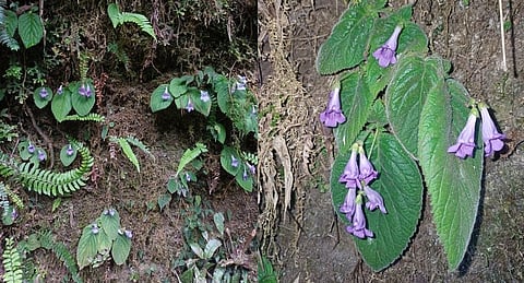 new plant species