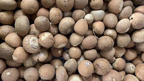Thai Areca Nut Smuggling Probe: ED Raids 16 Locations Across Assam, Bengal