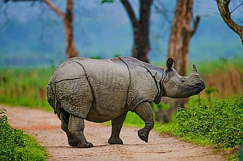 Forest Official Injured in Rhino Attack at Kaziranga on Reopening Day