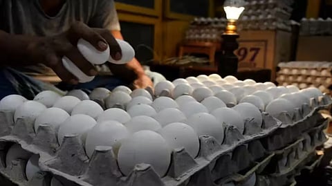egg 