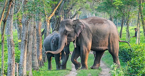 elephant movement