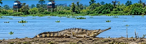Rare and Endangered Gharial Spotted at Lohit-Brahmaputra Confluence in Assam