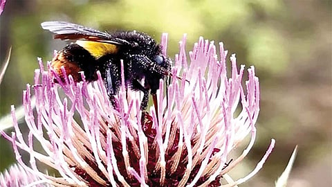 wild bees