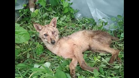 Tinsukia: Injured Jackal Rescued Near NH-38 in Digboi 