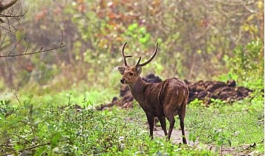 A breakthrough study reveals the Assam park as a vital global stronghold for the endangered species.