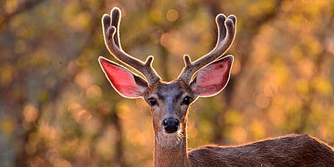 Assam’s Maghuahola Community Forest Becomes Haven for Deer and Wildlife