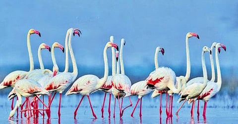 Marking the 60th International Waterbird Census, global campaigns urge citizens to log vital avian data