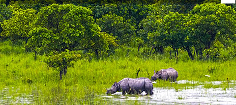 Eco-tourism gets a major lift as park authorities roll out improved tracks, more vehicles, and new exhibits