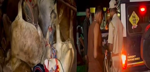 Police Intercept Fleeing Vehicle on National Highway After High-Speed Chase; 29 Surviving Cattle Moved to Cowshed