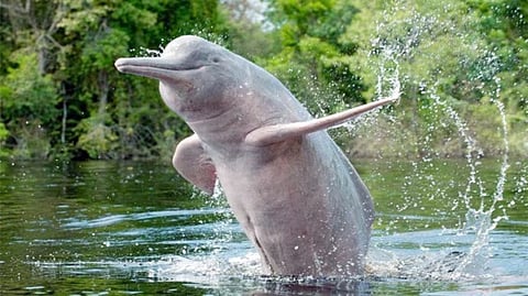 Gangetic River Dolphins: 