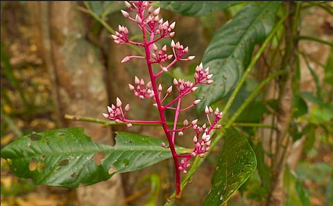 Researchers from Gauhati University confirm the identity of Ardisia colorata, resolving a two-century-old taxonomic puzzle in Assam's Bongaigaon district