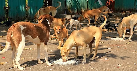 Mass panic at crowded festive pandal triggers stampede-like situation; municipal teams launch emergency containment drive.