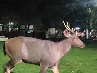 Assam’s Durga Puja Highlights: 36-Foot Zubeen Garg Gamusa and Deer Spotted on Guwahati Streets