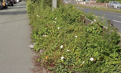 Overgrown vegetation