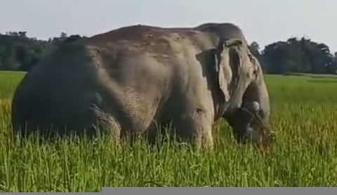 Wild elephant