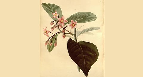  Ardisia colorata