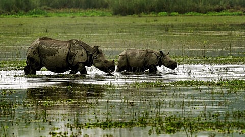 Wildlife Sanctuaries