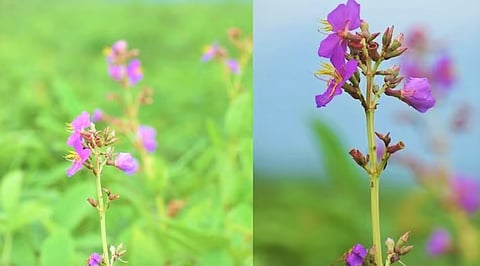 
Osbeckia assamensis Identified in the Protected Grasslands of Baksa and Chirang Districts
