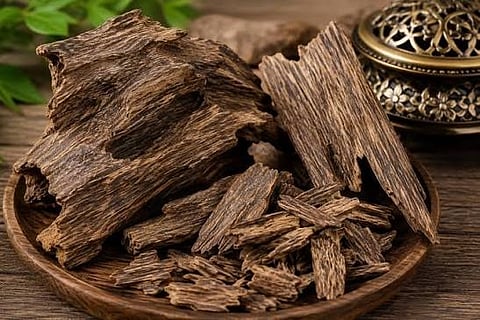 Assam Exports Agarwood Chips Worth Rs 2.58 Crore to Dubai