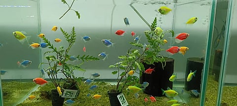 ornamental fishery