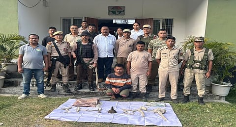 Suspected Rhino Horn
