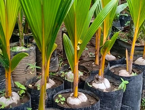 Government targets horticultural expansion and expanded irrigation networks to bulletproof rural livelihoods against climate shifts.