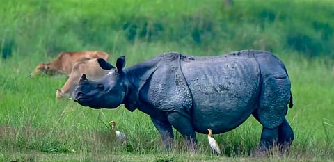 Tourism Surges as Wildlife Sanctuary Prepares for Seasonal Elephant Safaris
