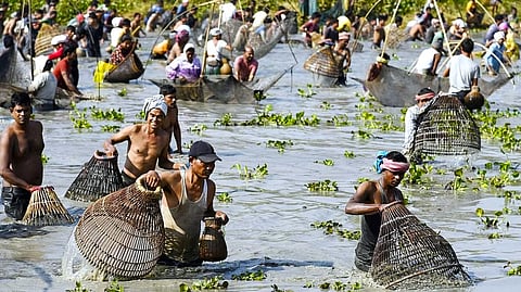Hundreds wade into Jamalai Beel to harvest local freshwater catch and celebrate rural unity.