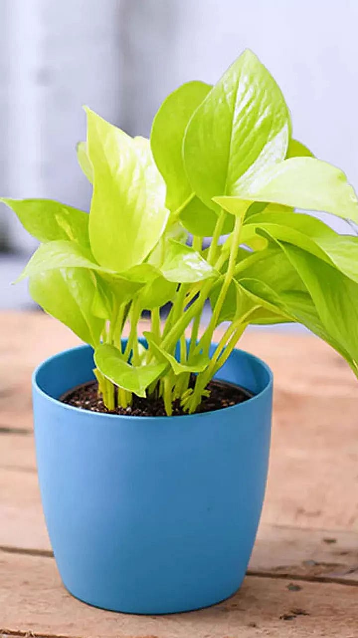 Highest Oxygen Producing Indoor Plants