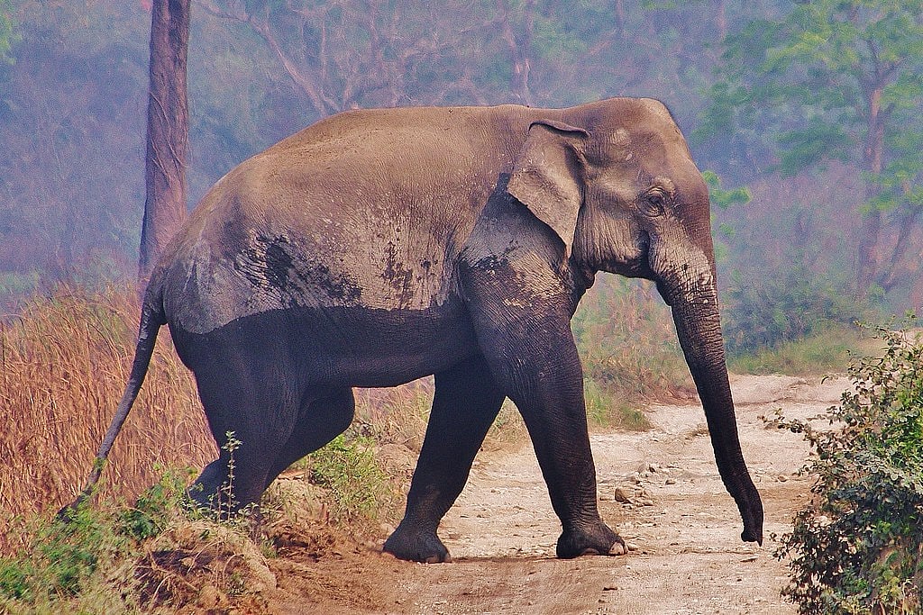 Assam: Rising Human-Elephant Conflicts Claim Lives in West Kamrup