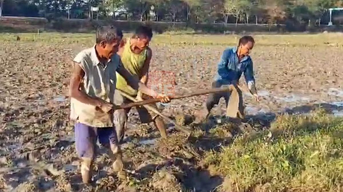 Assam: Farmers in Kaliabor grows 50 bighas of Boro Rice through manual ...