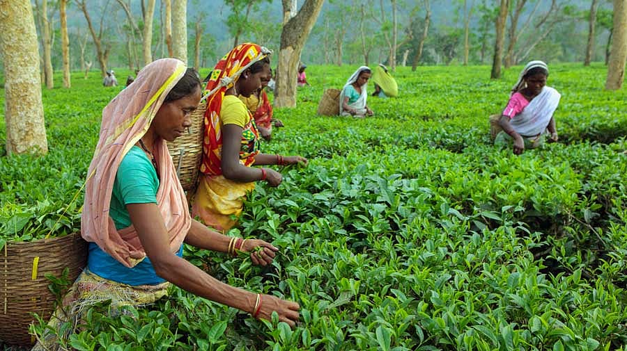 Food Safety and Standards Authority of India, Tea Board, growers join ...