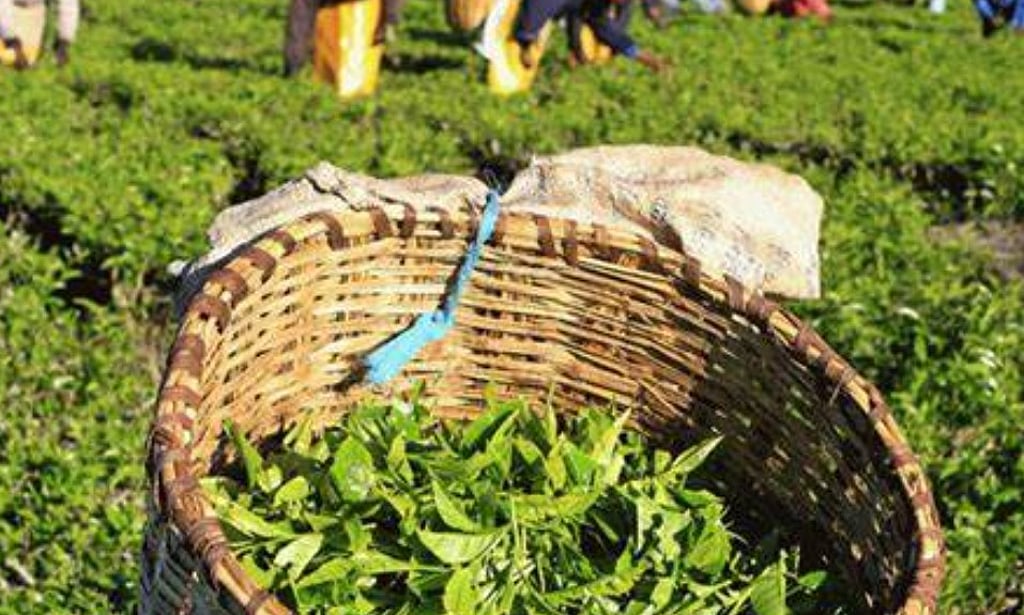 Dispur Tea 100% sale of dust-grade tea through auction: Dispur requests Centre to ...