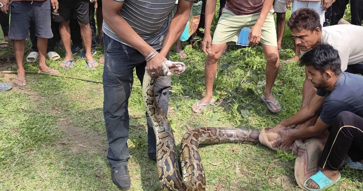 6-foot-long python recovered and handed over to Sivasagar forest department