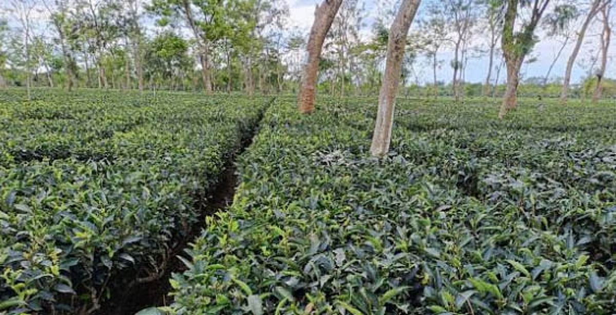 Invincible Tea The Invincible ‘Tea mosquito bug’: A curse for Tea Industry!