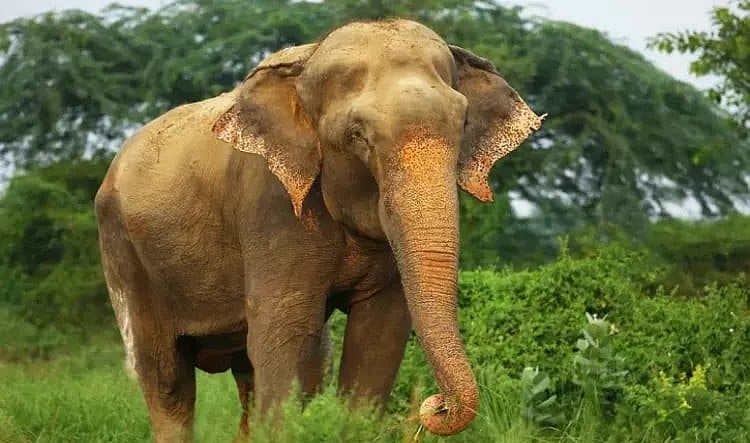 UP: Celebrating a decade of freedom: Heartwarming tale of elephant Raju
