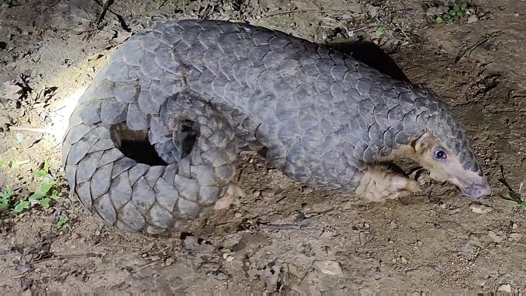 Forest Department Rescues Endangered Pangolin in Pancharatna; Cracks ...