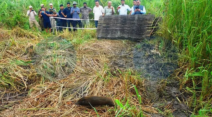assam-nine-endangered-pygmy-hogs-released-in-manas-national-park-under